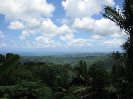 puerto rico wallpaper. rain forest in Puerto Rico