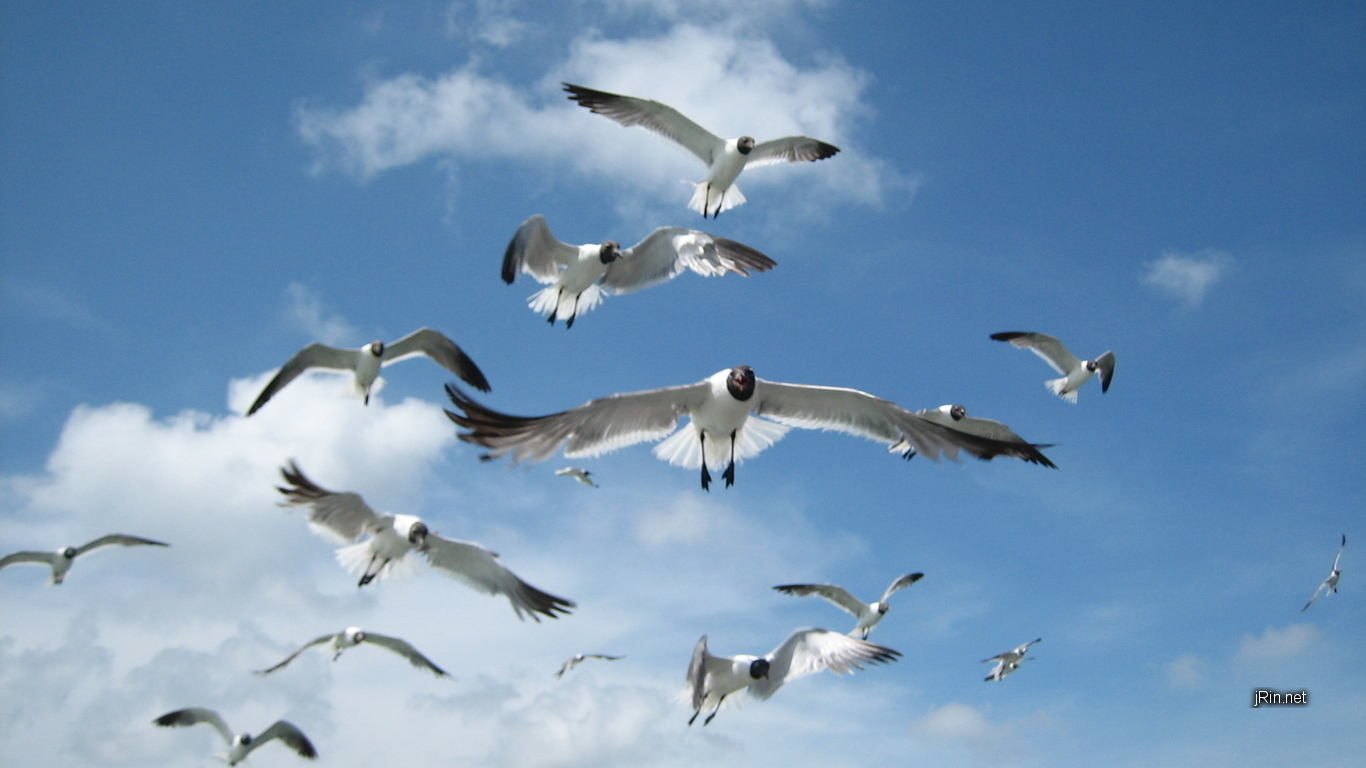 Index of /wallpaper_files/2007_06_10_seagulls