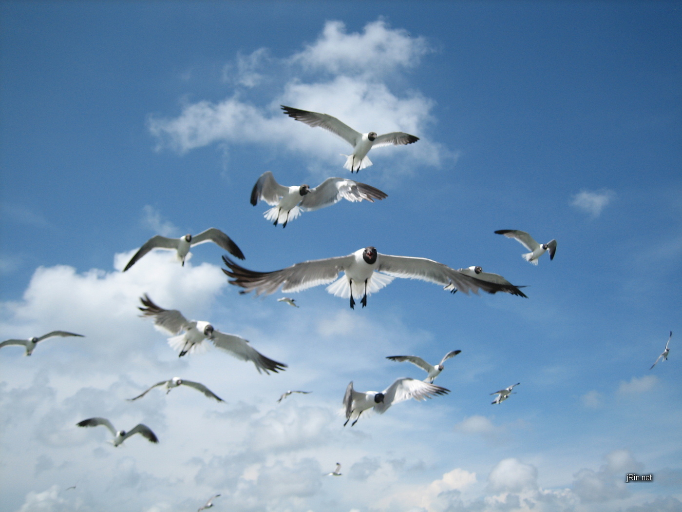 Index of /wallpaper_files/2007_06_10_seagulls